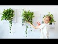 Live Frames With Plants - How To Install & Water
