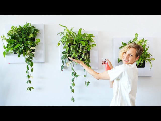 bergamot plant Wild Bergamot – Pinetree Garden Seeds main image 0