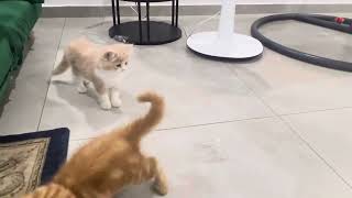 Kitten playing