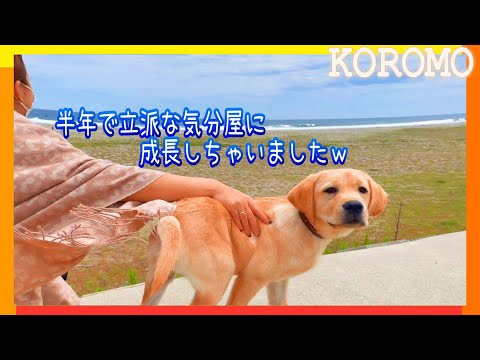 生後6~12か月ラブラドール子犬の成長記録!内面も成長してきました♪