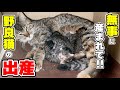 【緊急事態】保護した妊婦猫の出産で仔猫達を育児放棄!?(サラちゃん)