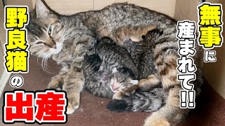 【緊急事態】保護した妊婦猫の出産で仔猫達を育児放棄!?(サラちゃん)