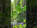 30 Seconds of Nature Therapy #ambience #relax #peacefulwaves #cafemusic #relaxingmusic #nature