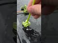 タンポポの茎を割ると起きること