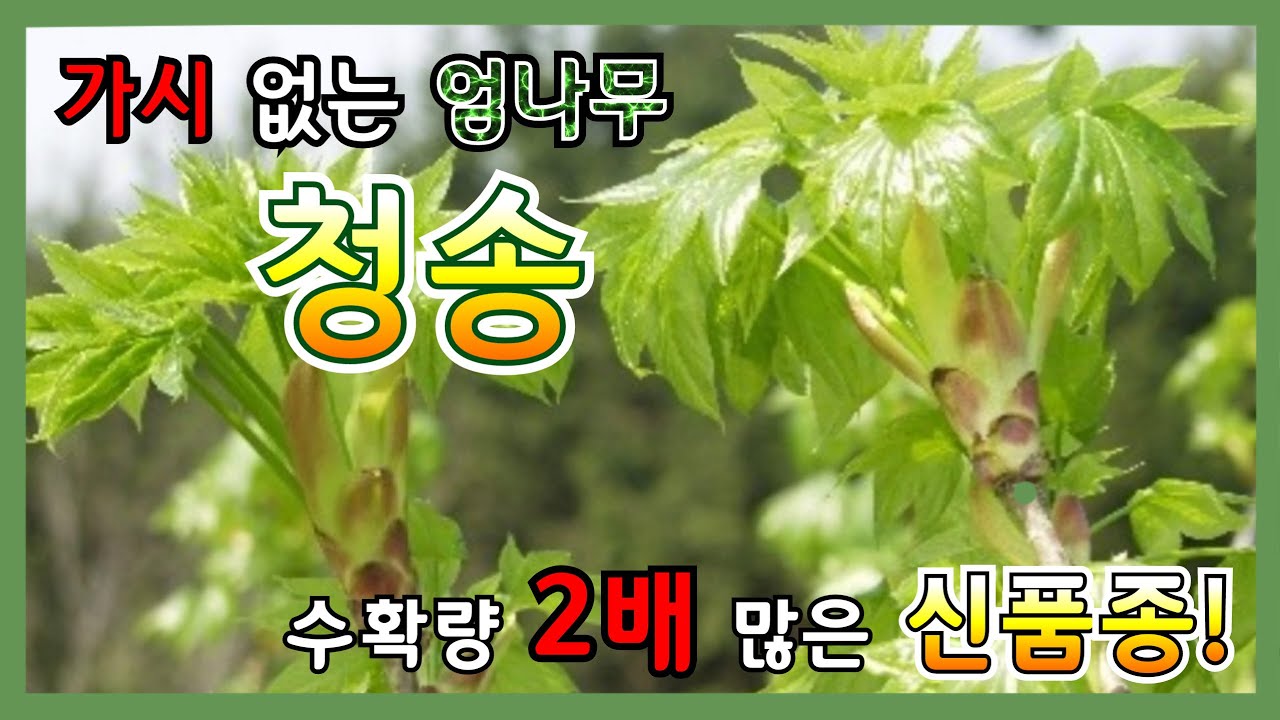 수확량2배 가시없는엄나무 신품종 