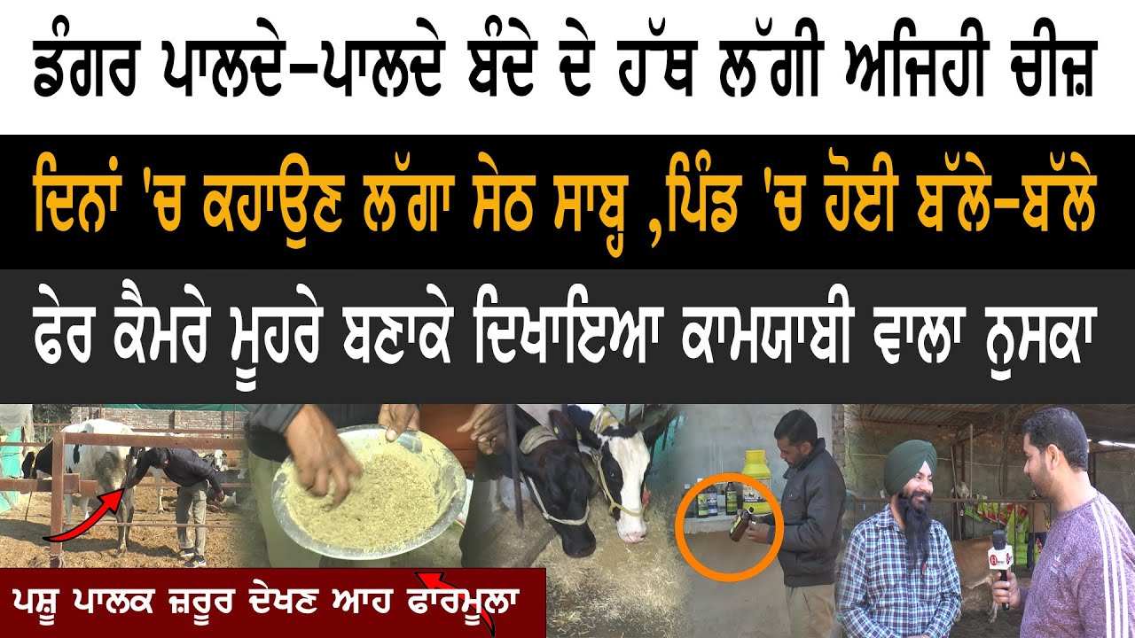 ਡੰਗਰ ਰੱਖਣ ਵਾਲੇ ਦੇਖੋ ਕਿਵੇਂ ਦਿਨਾਂ 'ਚ ਬਣ ਰਹੇ ਨੇ ਅਮੀਰ