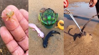 29 Tik Tok|| Menangkap Makanan Laut || Gurita Laut Dalam (Tangkap Kepiting, Tangkap Ikan) #Shorts
