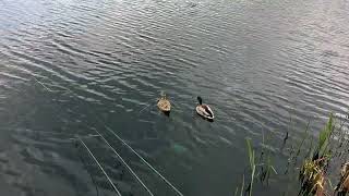 Fishing licence checks spring 2026