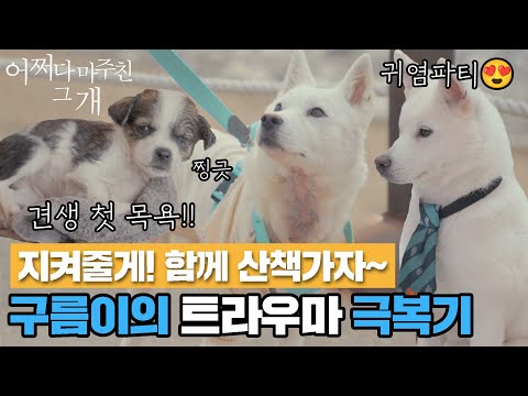 [#어쩌다마주친그개] 산책이 즐거웠으면 좋겠어~🤩 바깥이 무서운 구름이를 산책시키는 완벽한 방법❤️ EP.3-1 #SBSstory