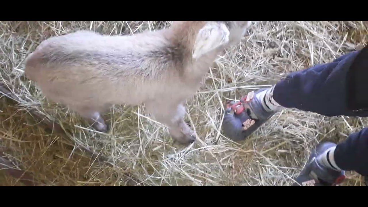 Capră  cu trei  iezii  și micul  doctoru  veterinar  în acțiune  🐐🐐🐐