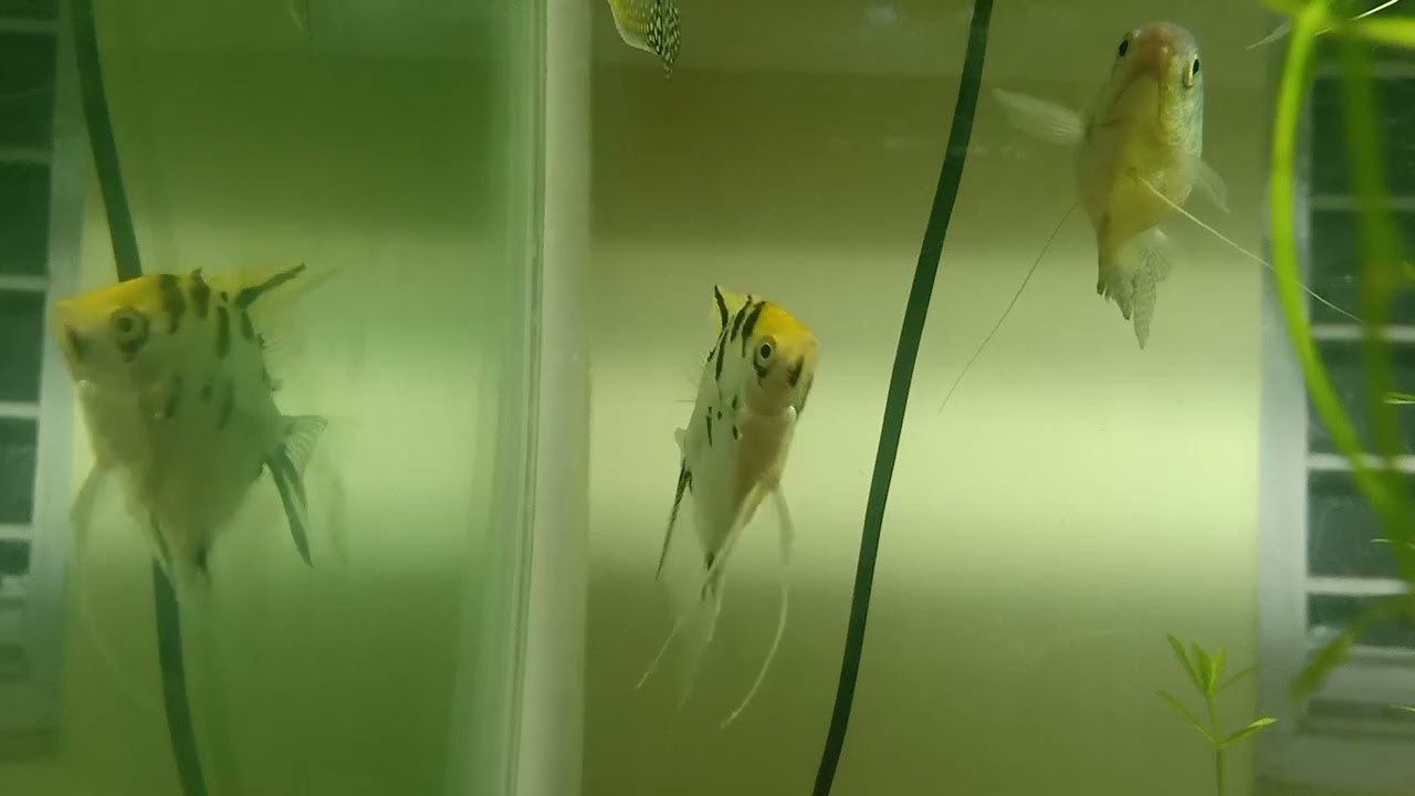 Healthy growing Hydrilla plants in My Aquarium, Simple Aquarium Setup