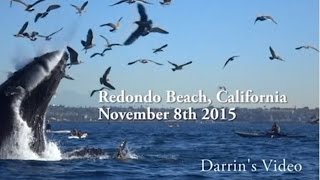 Whale Watching in Redondo Beach California by Darrin Nason 1,923 views 8 years ago 8 minutes, 2 seconds