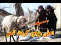 بالاخره آچول و نواسه اش چشم خود را به آهو Hazaragi New Short Dramaس رخ کرد 