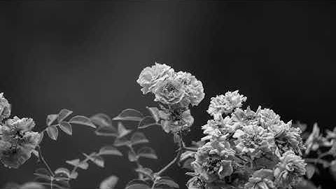 Lithe-Lychee Martini