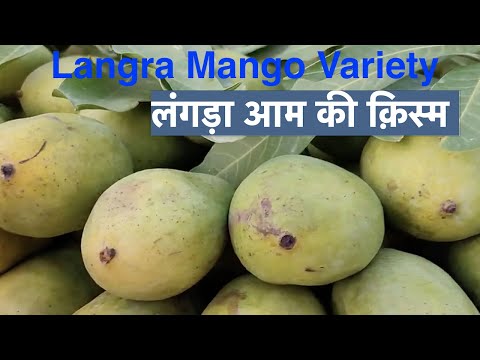 Difference Between Malda And Langra Mango