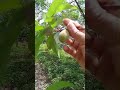 😱🍑me encontré con esto y no lo podía creer #campo #plantas #viralvideo#duraznos