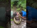 Mulher é atacado por sucuri gigante #cobra #animals #fypシ゚viralシ #facebookviral
