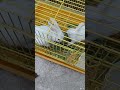 Cute Rabbit (D155) #shorts #video #viral