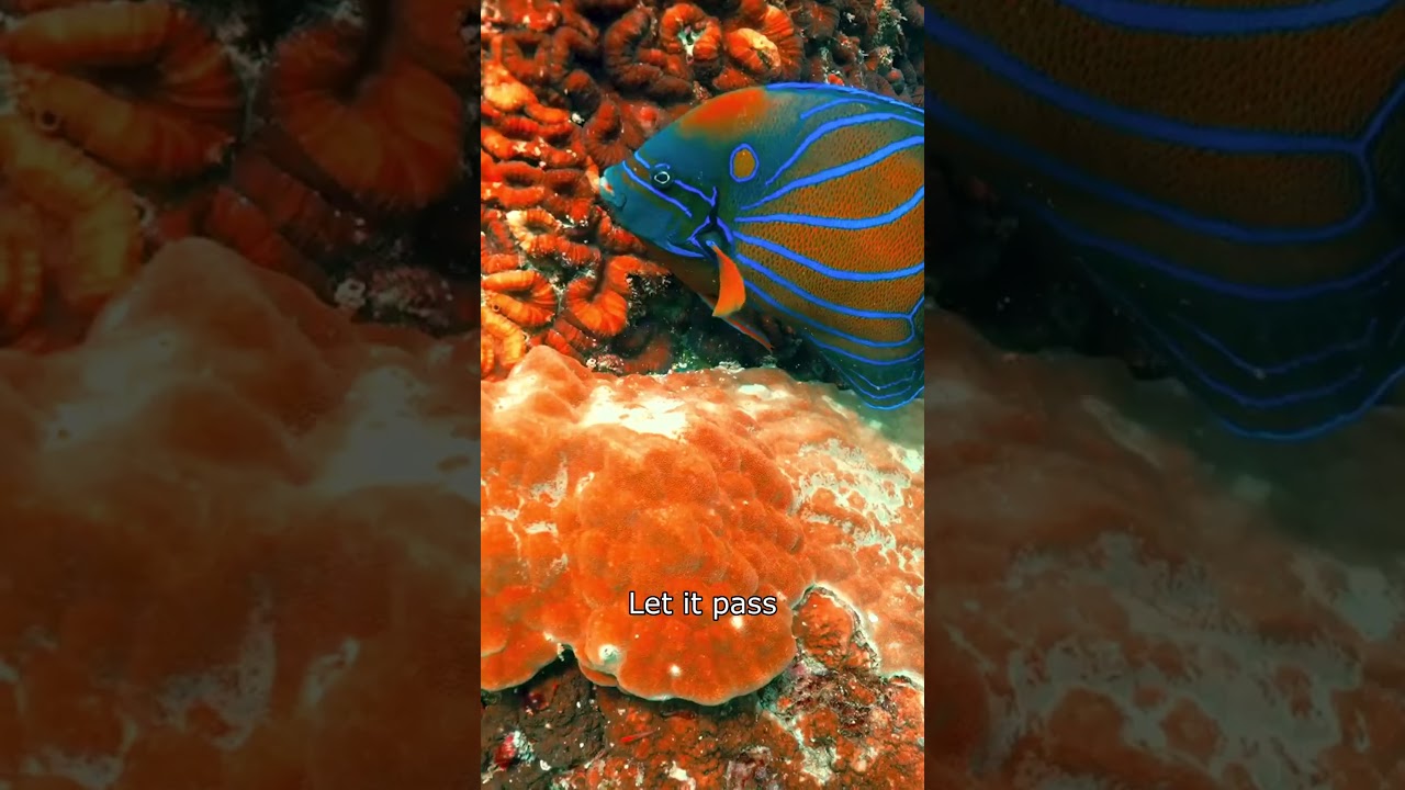 Focus Mode: Underwater Serenity for Work 🌊 