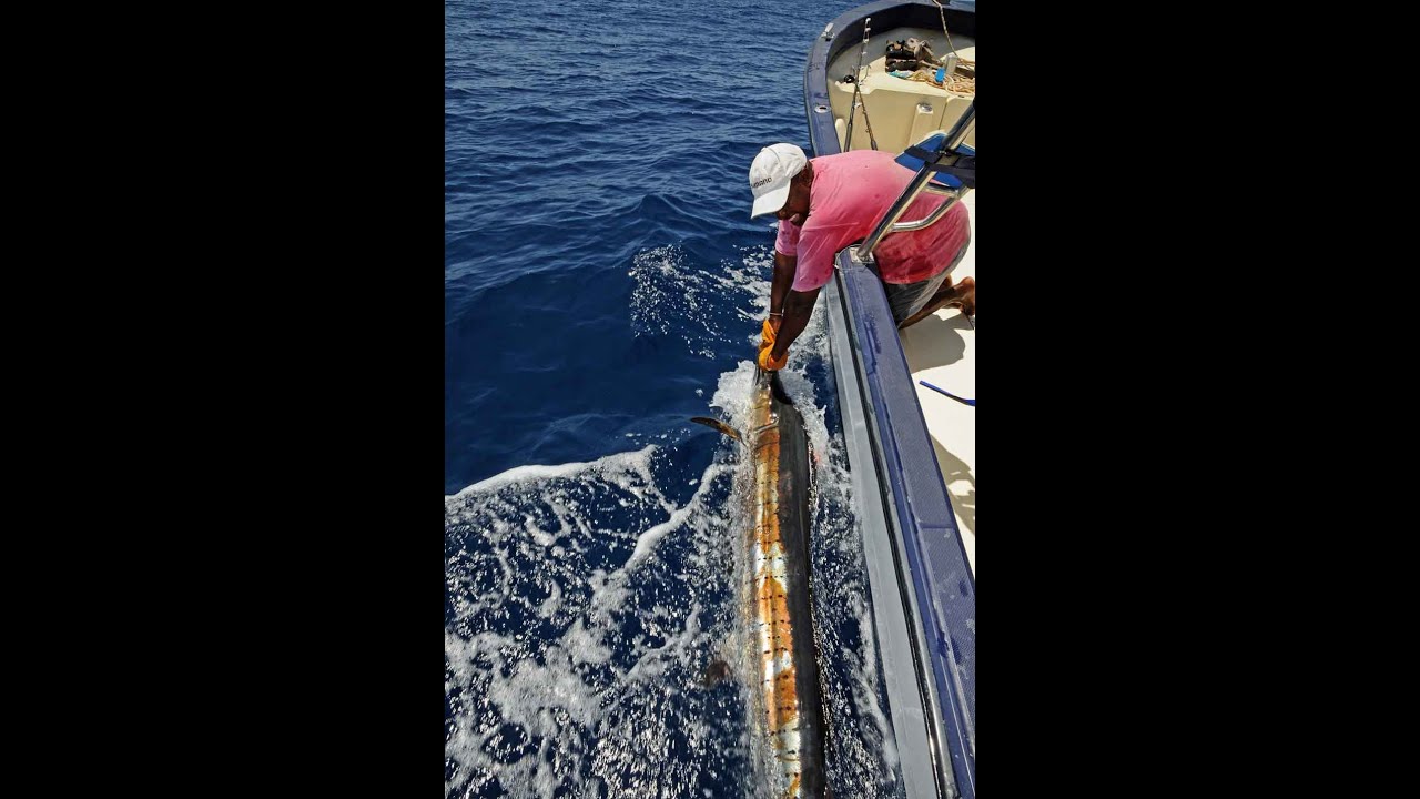Sailfish on fly in Kenya