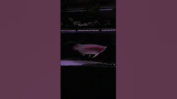 Cá rồng huyết long,Trị Bệnh Cá Rồng,Cá Rồng Bị Nấm #arowana #carong #fish cá rồng cố đô #arowanafish