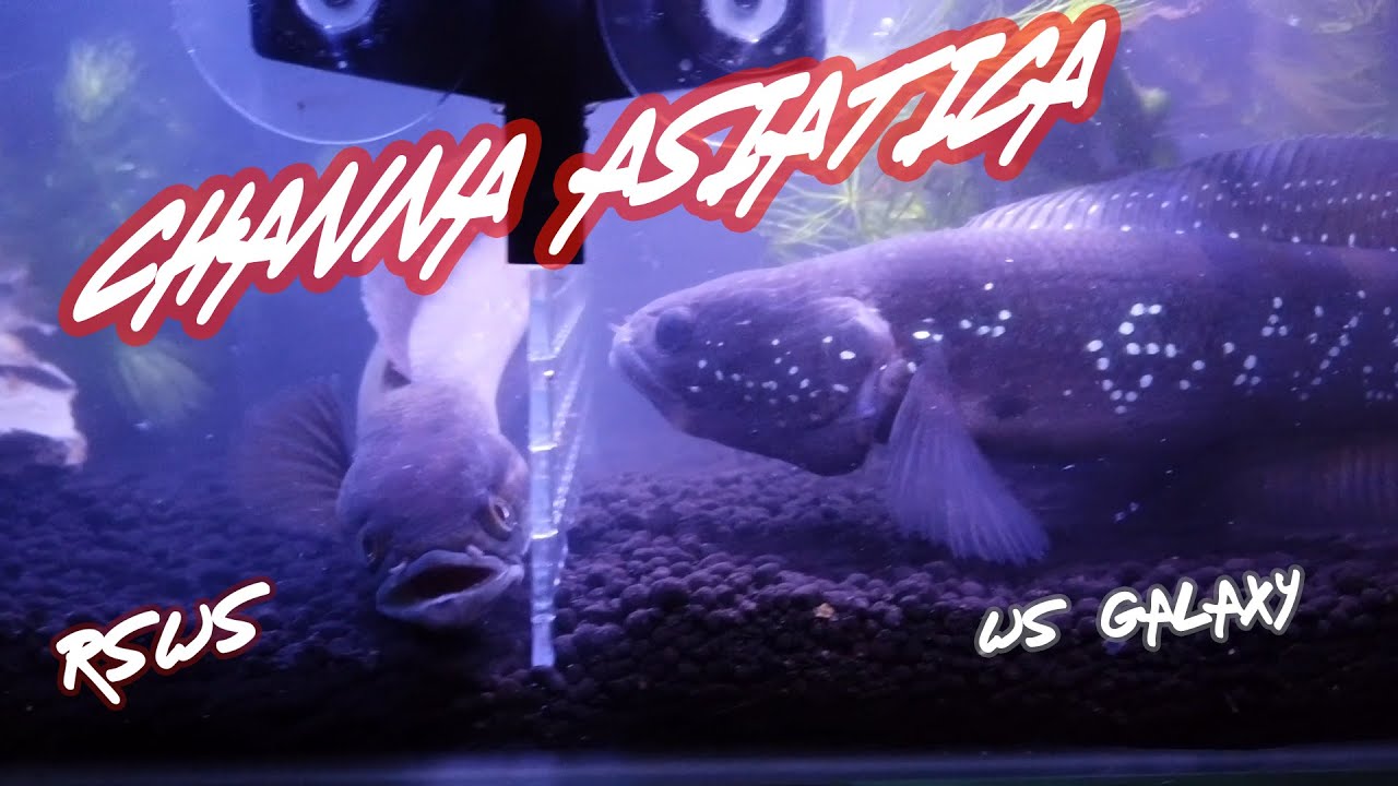 CHANNA ASIATICA RSWS DAN WS GALAXY GARANG SIOT