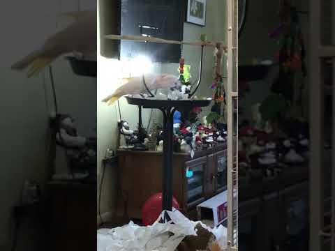 cockatoo price ph MaX FuN