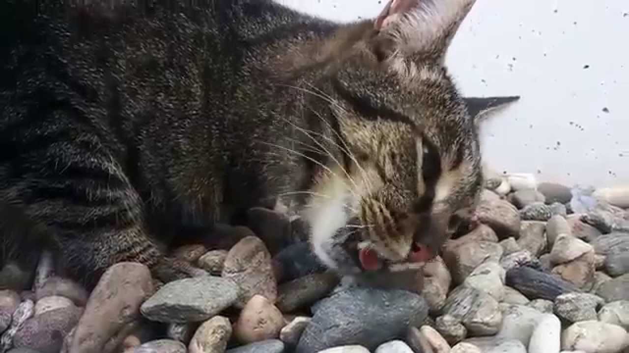 Cat eats mouse [GRAPHIC] YouTube