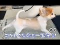こんな小さな身体で一生懸命に毎日を生きるチワワの姿に胸が熱くなりました！