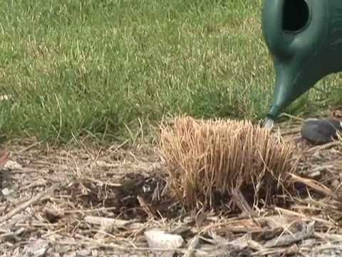 Video: Împărțirea ierbii ornamentale – Cum și când să împărțiți iarba ornamentală