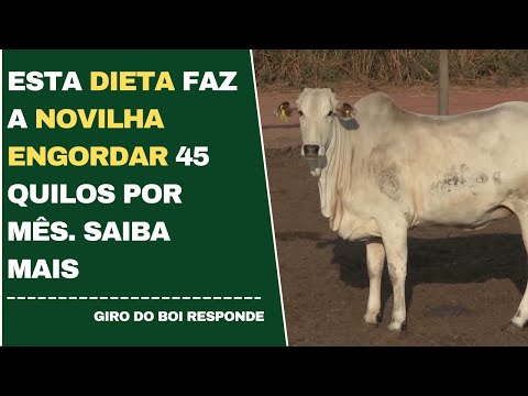 ESTA DIETA FAZ A NOVILHA ENGORDAR 45 QUILOS POR MÊS. SAIBA MAIS