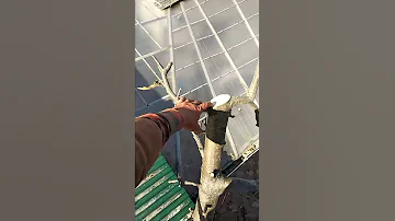 Маленький нюанс при обрезки яблони