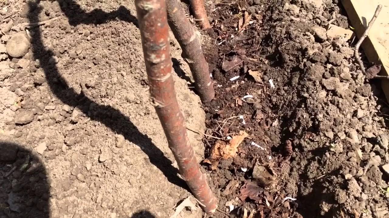 How to grow climbing French beans YouTube