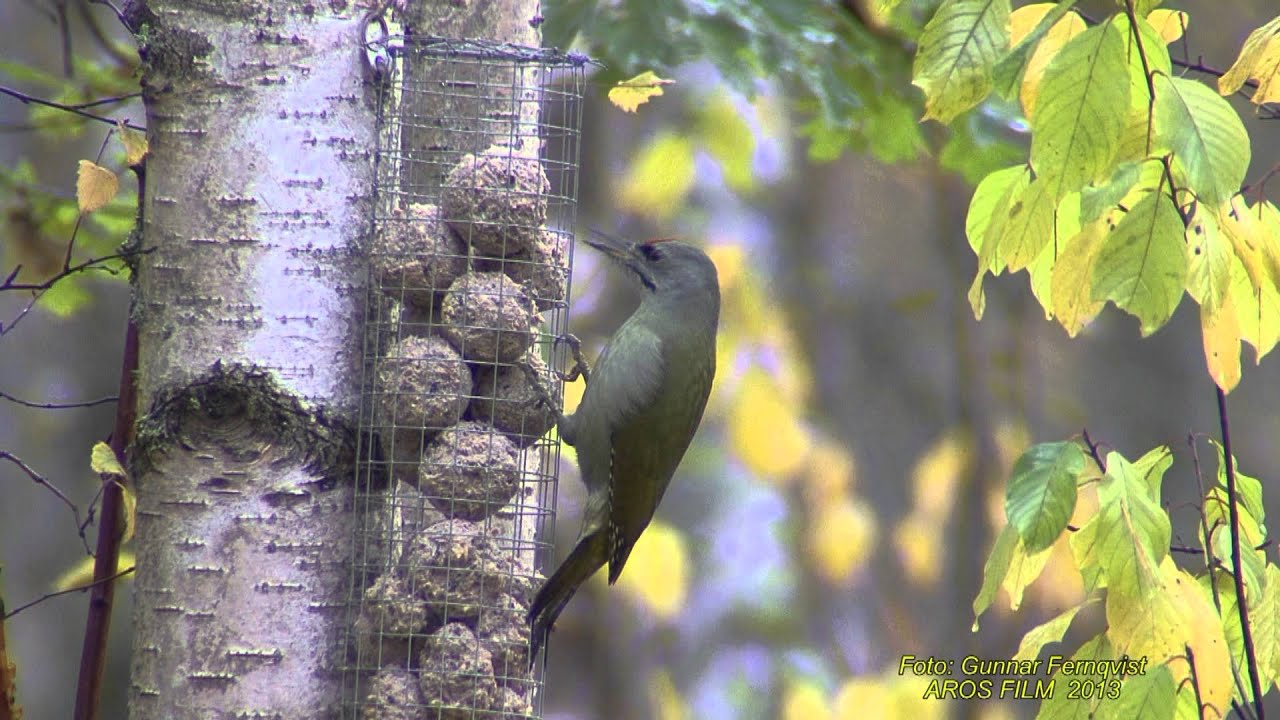 GRÅSPETT  Grey-headed Woodpecker  (Picus canus)  Klipp - 1254