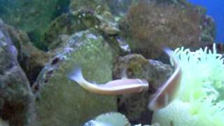 Spawning Pink Skunk Clownfish