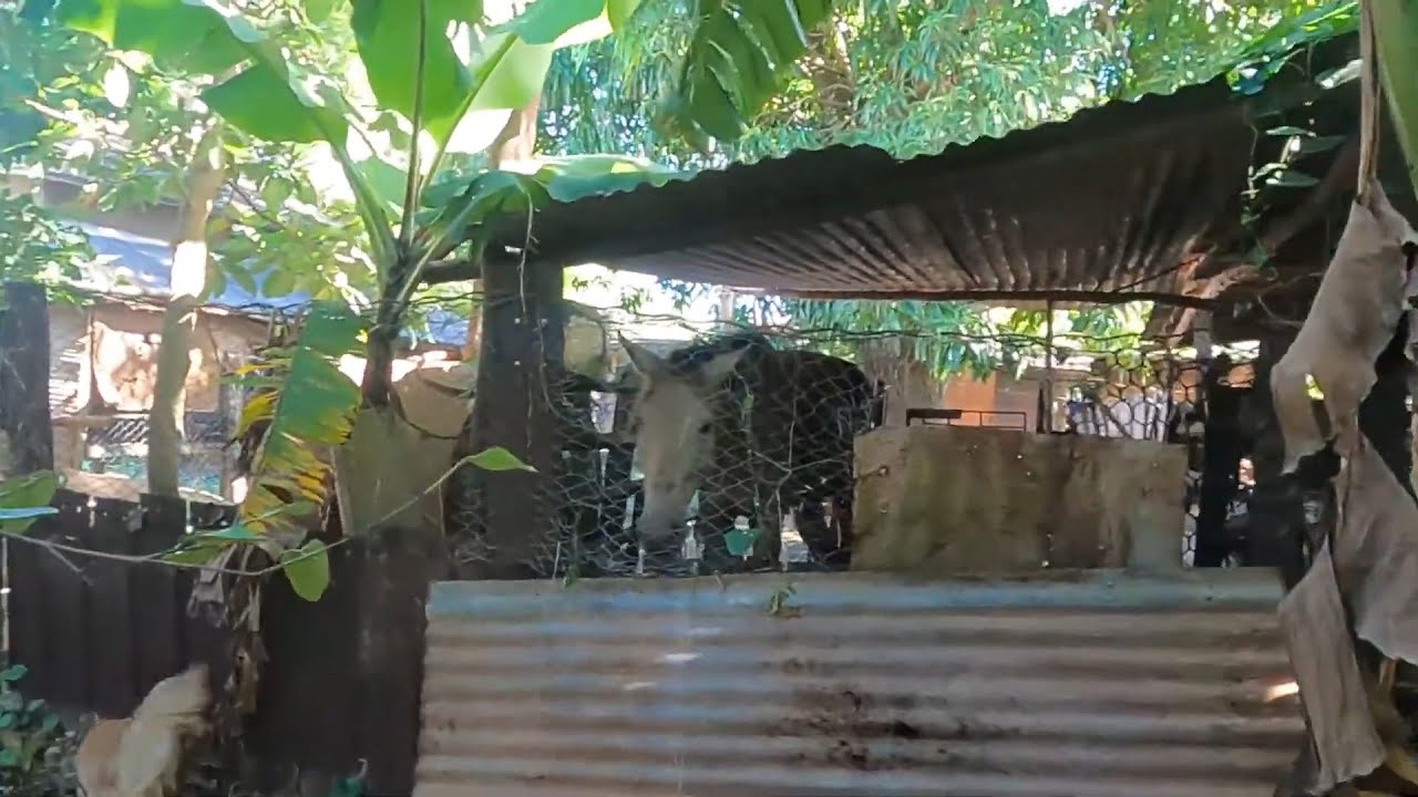 The Animal farm communist cuba doesn't want you to see