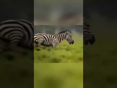 الفهد من اكثر الحيوانات اكلة اللحوم