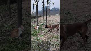 Standoff between Belgian malinois and a cat #shorts #cat #belgianmalinois #malinois #cute