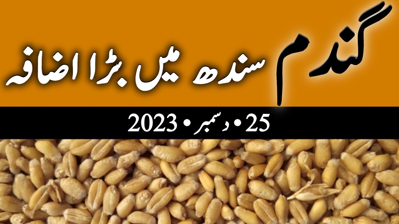 Wheat Rate Today In Sindh Gandam Ka Rate Gandam New Price wheat-rate-today-in-sindh-gandam-ka-rate-gandam-new-price