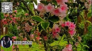 jgufi miraji - qrizantemebi / ჯგუფი მირაჟი - ქრიზანთემები #miraji #მირაჟი #ქრიზანთემები