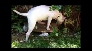 Olly Bull Terrier Trancing