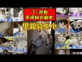 ゴミ屋敷多頭飼育崩壊52匹‼️保護した猫たちのBeforeAftter