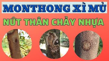 Nứt thân xì mủ trên sầu riêng Monthong mùa nắng | Nguyên nhân và cách quản lý