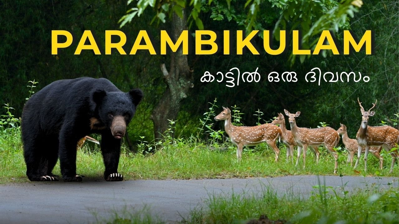 #parambikulam  Value for Money Stay Package - Tented Niche, 4K Uhd @Tripping Vibes