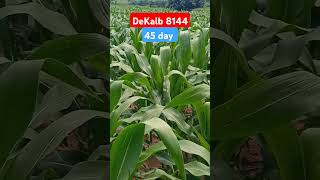 Dekalb 8144 Best Makka,,