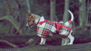 #1 Short story of cute puppy jack russell terrier