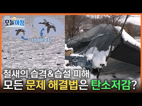 [생방송 오늘아침] 폭설 피해, 양식장 습격 가마우지 떼를 해결하는 가장 확실한 방법 | 탄소 저감 정책 | 환경과의 <strong>공생</strong>