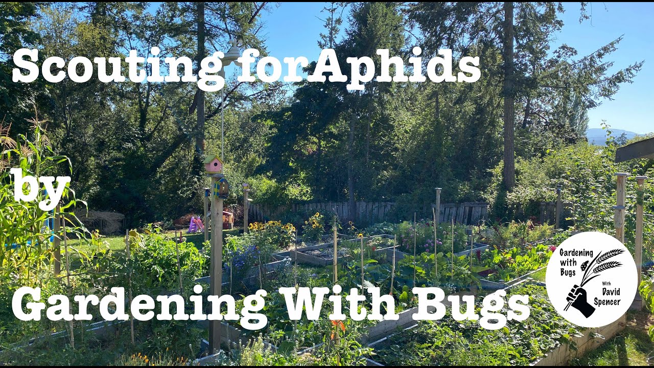 Scouting for Aphids