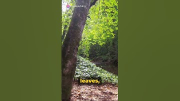 Part 1 God : The Omnipresent #youtubeshorts #shortvideo #shorts #short