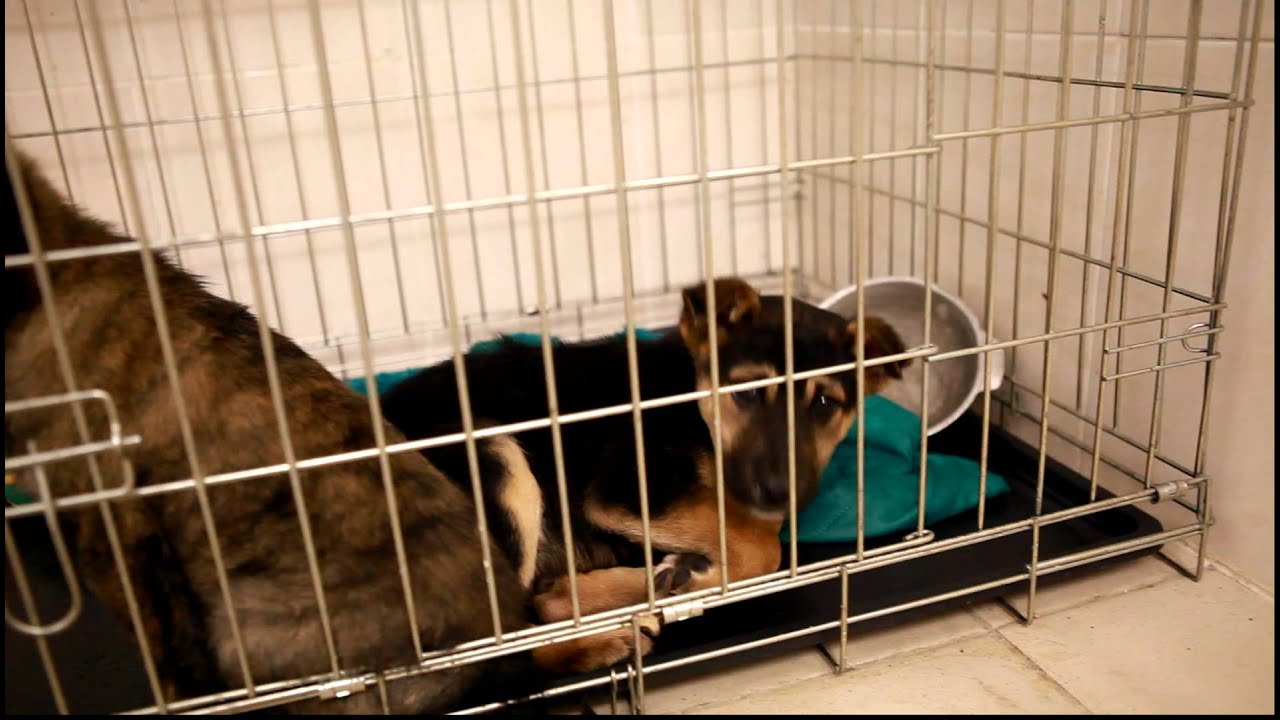 Собачий приют в рязани. Приют для животных шахты. Центр передержки животных в городе асино. Приют для животных шахты. Собачий приют в шахтах ростовской области.